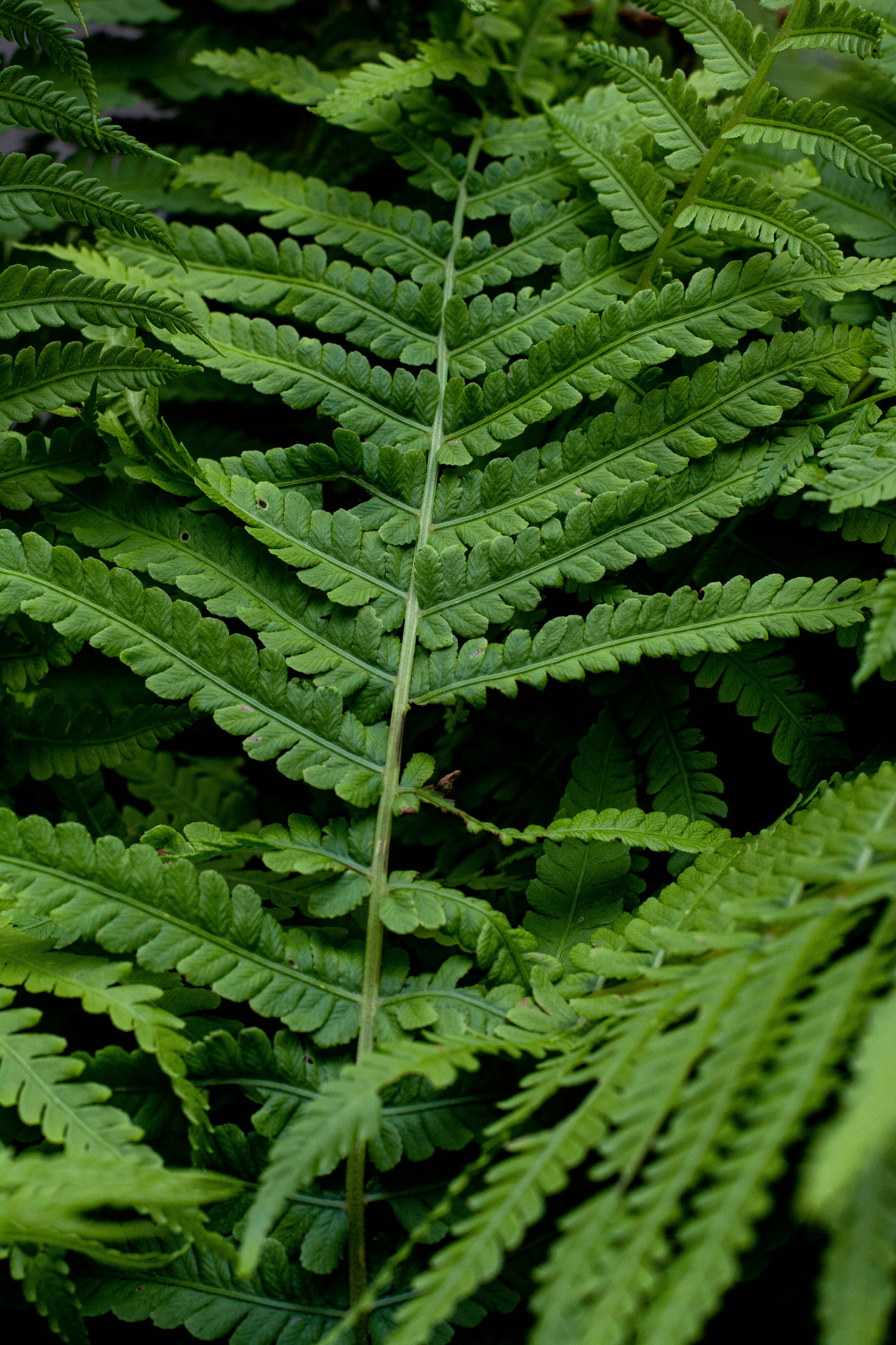 a close up of a green plant with lots of leaves