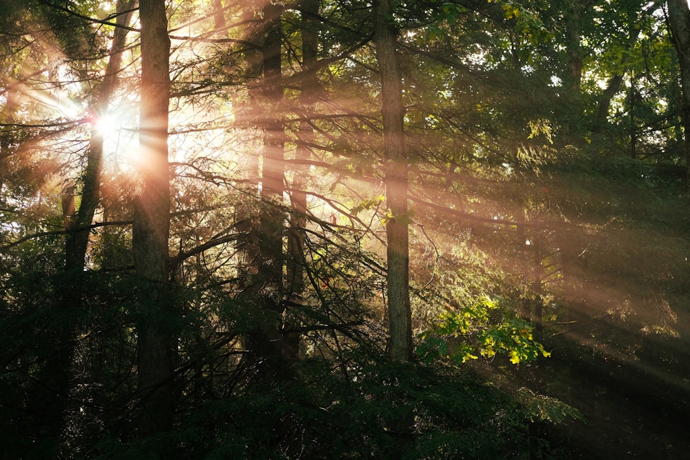 the sun is shining through the trees in the forest