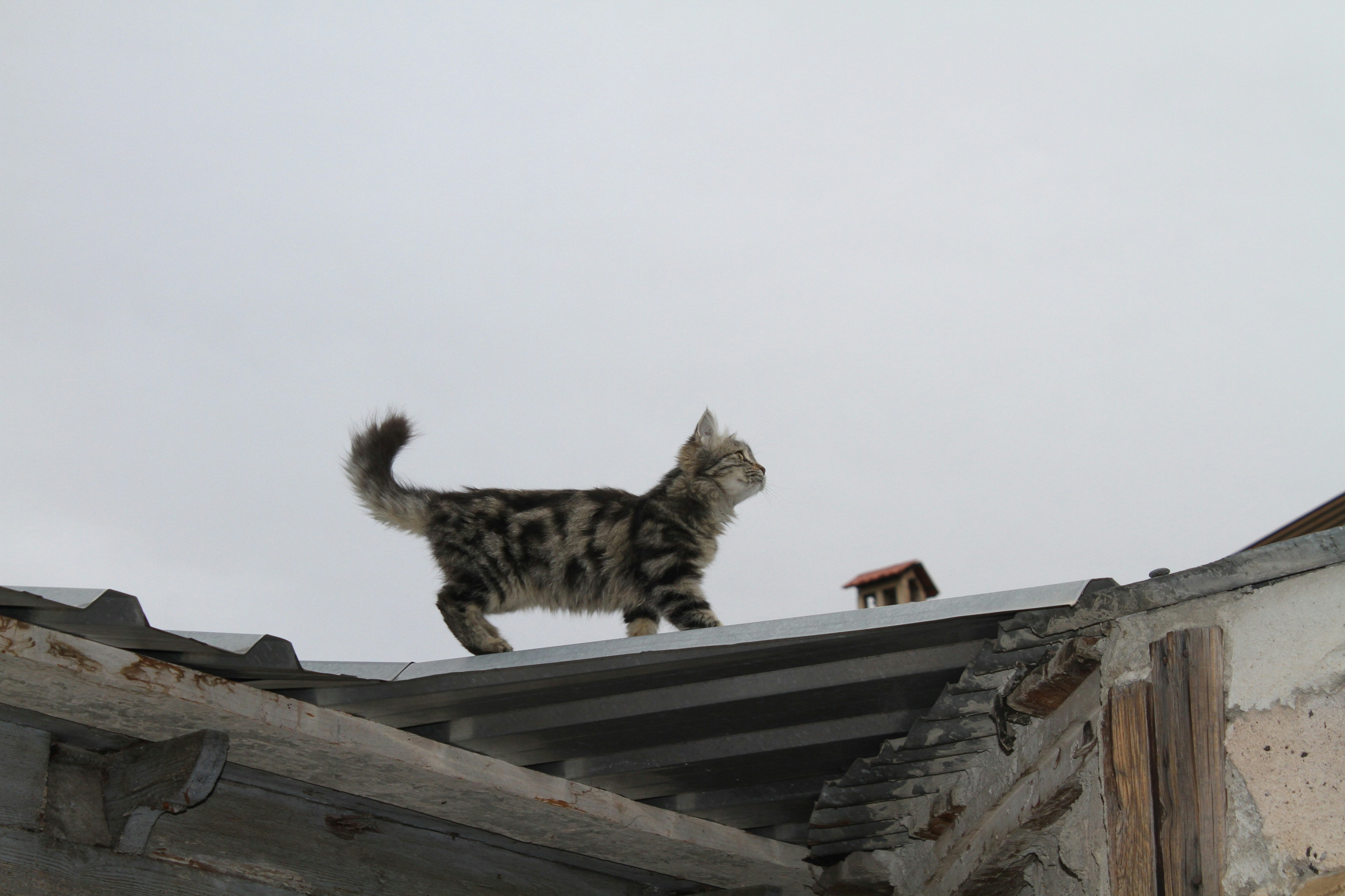 a cat walking on top of a roof