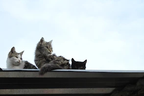 a group of cats sitting on top of a roof