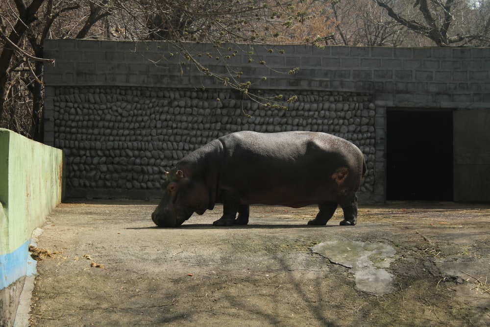 um hipopótamo em pé em um recinto do zoológico