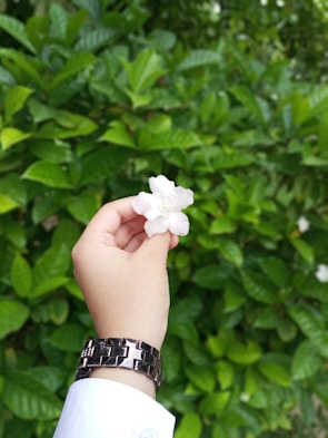 A hand wearing a metal bracelet holds a small, white flower against a background of lush green leaves.