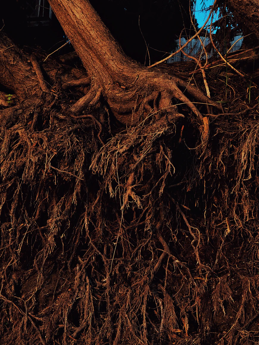 Teasing the roots of a
    root-bound plant before moving to a larger container