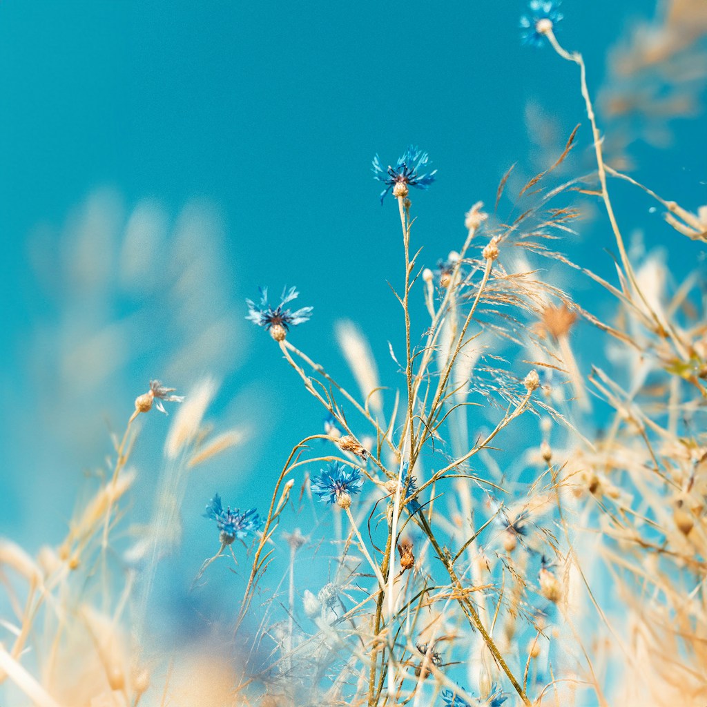 Meadow Light