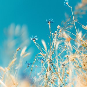 Meadow Light