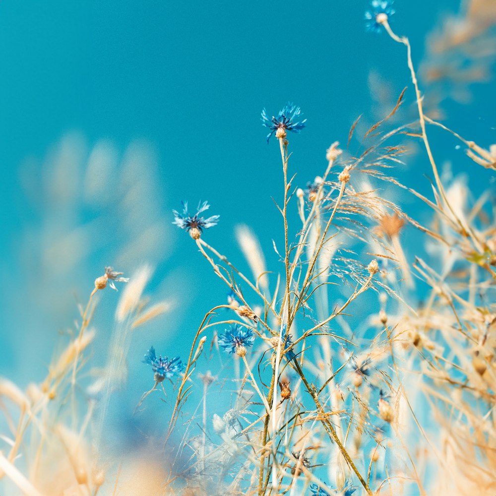 a field of blue flowers with a blue sky in the background