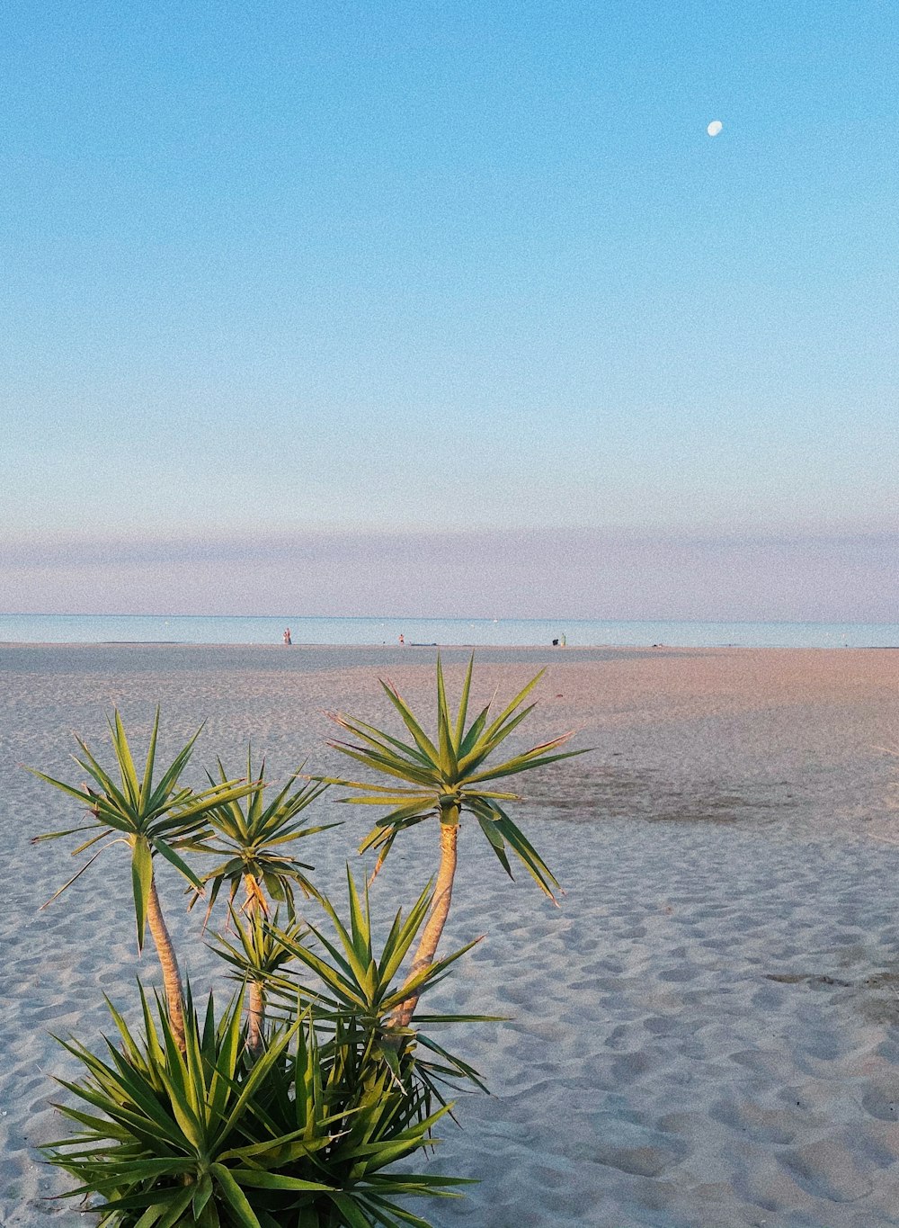 a couple of palm trees sitting on top of a sandy beach