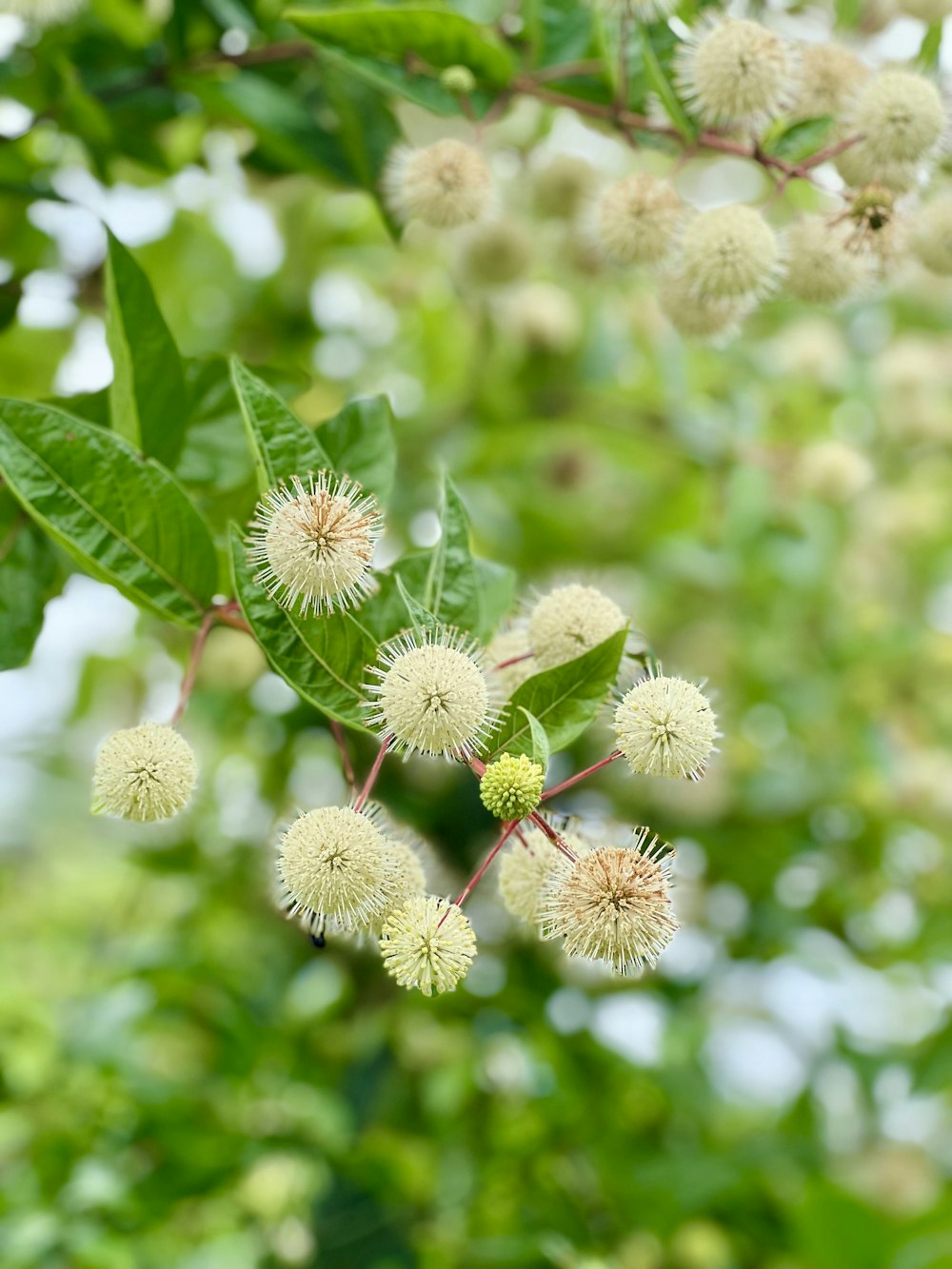 a bunch of flowers that are on a tree