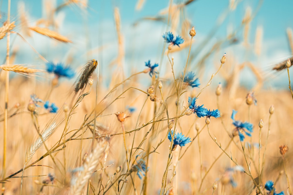 a field with blue flowers and a bird sitting on top of it