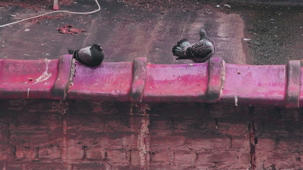 a group of birds sitting on top of a pink fence