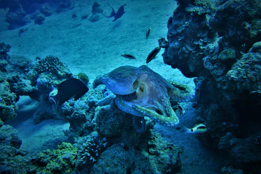 A vibrant underwater scene showing a curious octopus exploring colorful coral reefs.