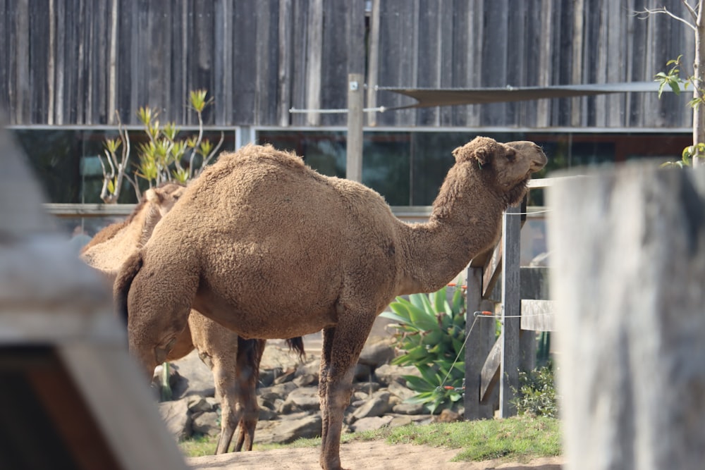 Un chameau debout sur un chemin de terre à côté d’un bâtiment