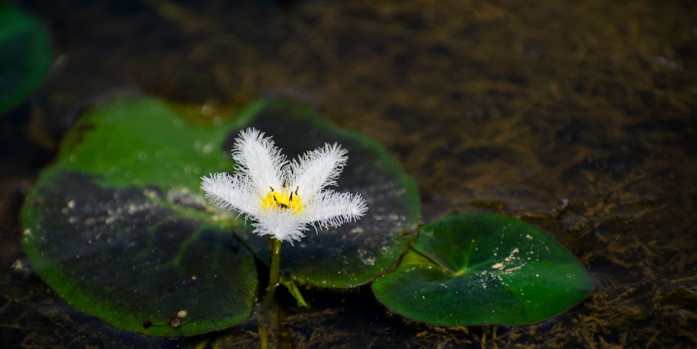 une petite fleur blanche assise sur une feuille verte