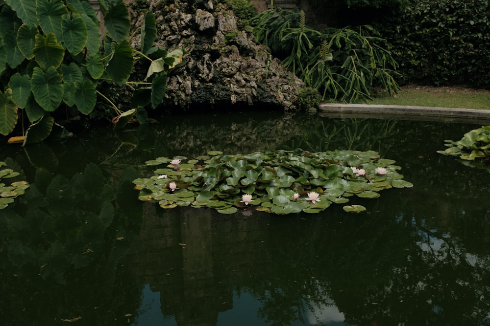 a pond filled with water lilies next to a lush green forest