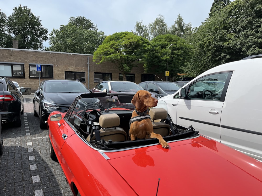 a dog sitting in the back of a red convertible