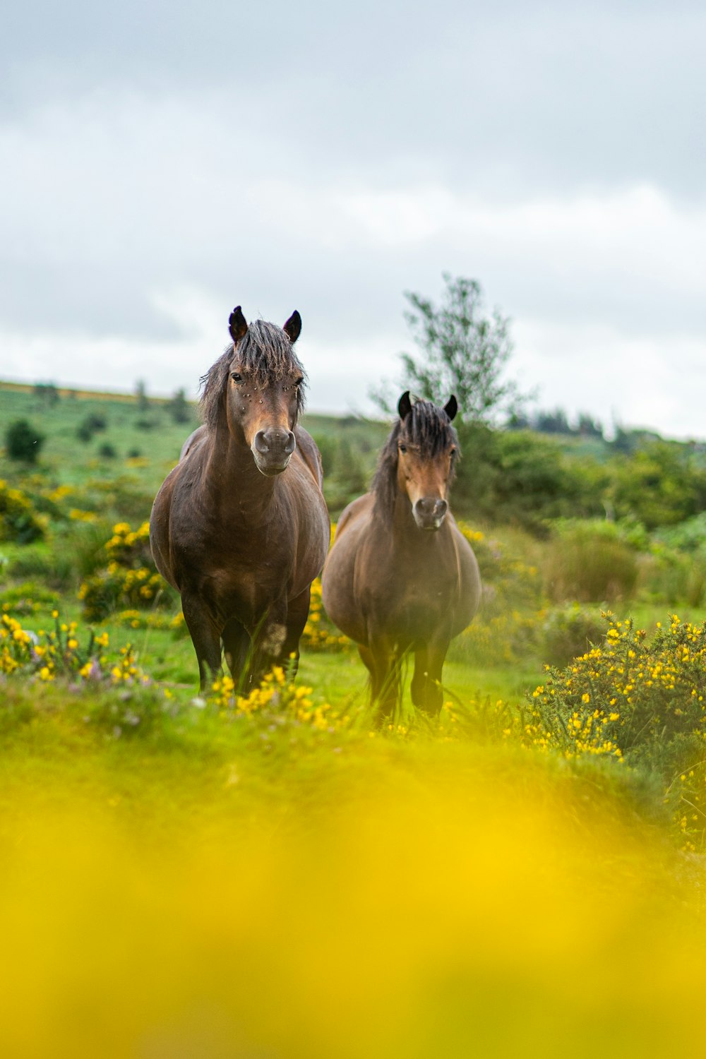 two brown horses standing next to each other on a lush green field