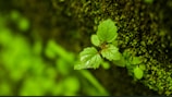 Close-up of dew-covered leaves and moss in earthy brown and green tones.