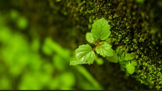 Close-up of vibrant green leaves with morning dew in the Congo basin.