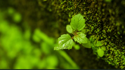Close-up of delicate green leaves with morning dew, symbolizing renewal and growth.