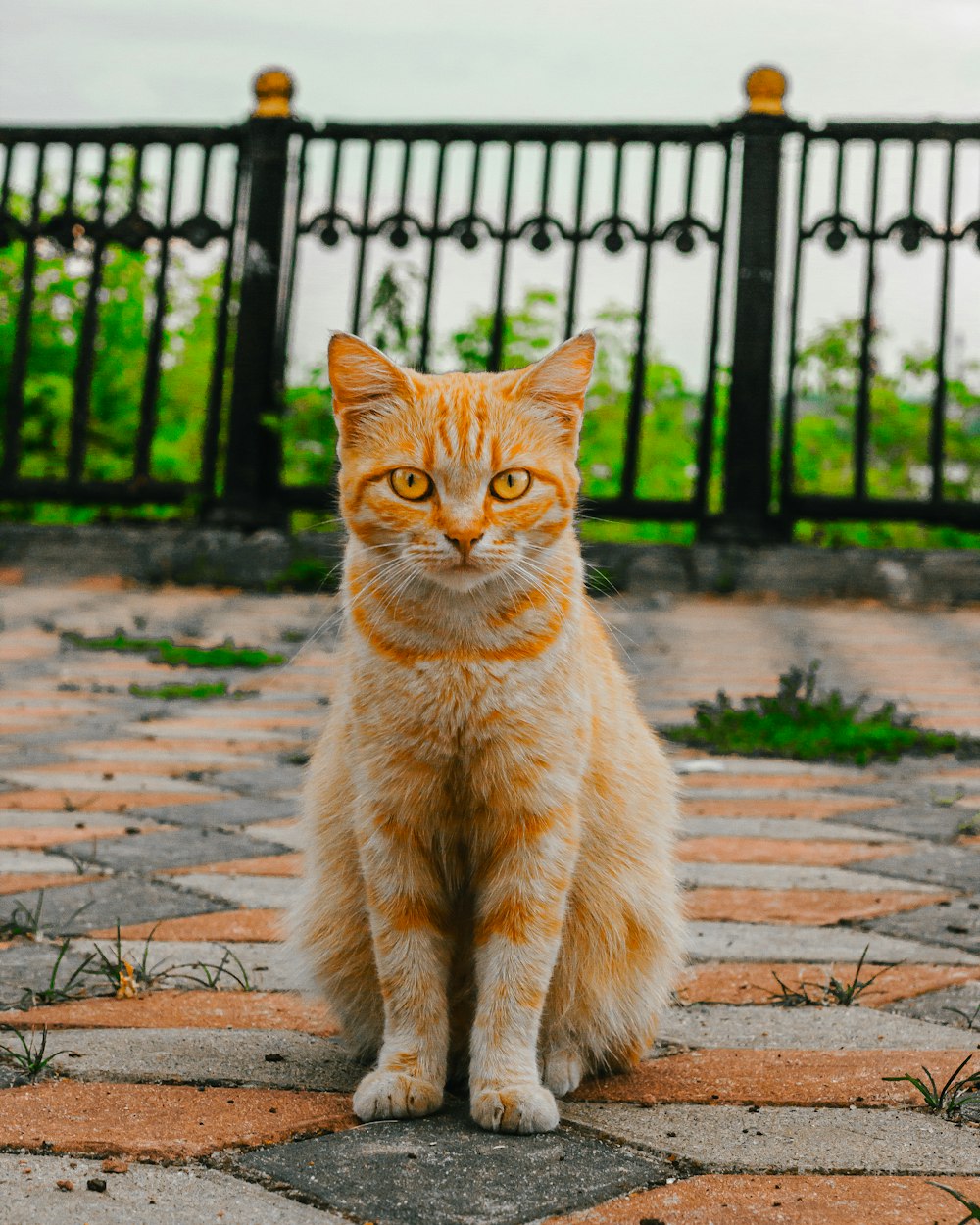 eine orange-weiße Katze, die vor einem Zaun sitzt