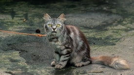 A fluffy grey tabby cat with bright yellow eyes sits attentively on a concrete surface. Its fur has a mix of light and dark patterns. An orange string or leash is attached to it, hinting at playful or controlled surroundings. The background is a muted blend of green and grey tones, suggesting an outdoor environment.