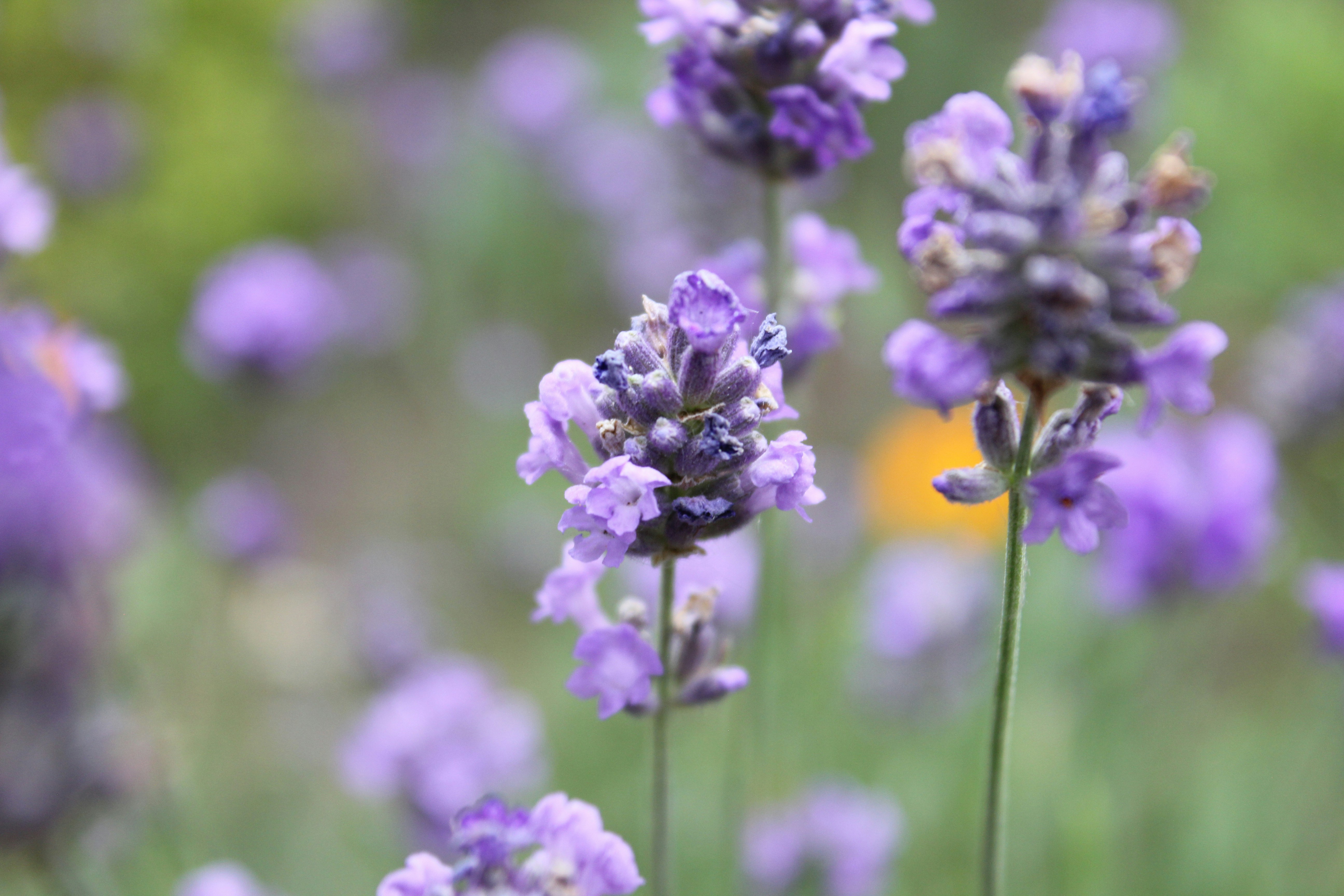 a bunch of purple flowers in a field