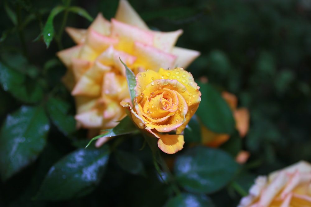 a yellow rose with water droplets on it