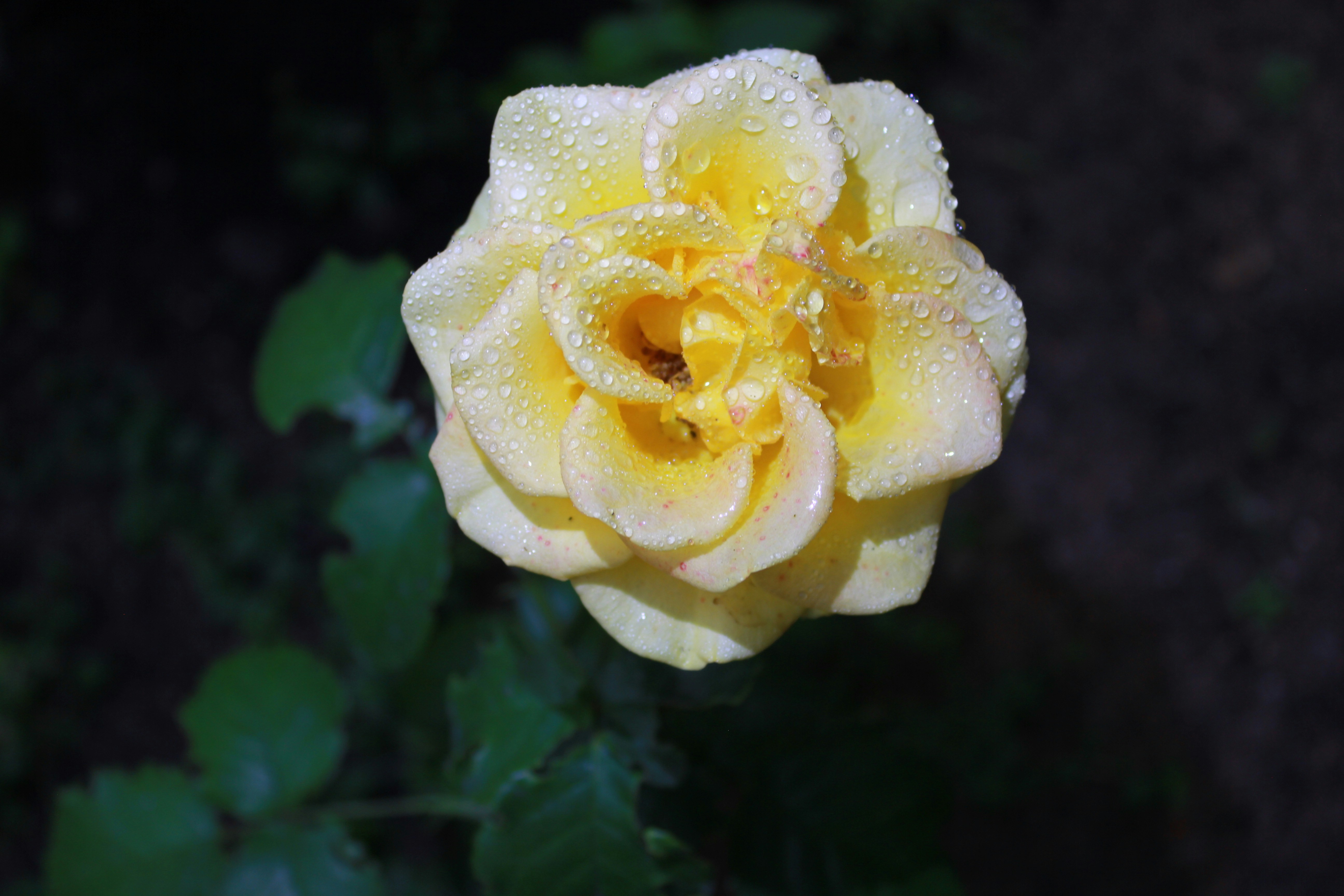 Photo by dareartworks