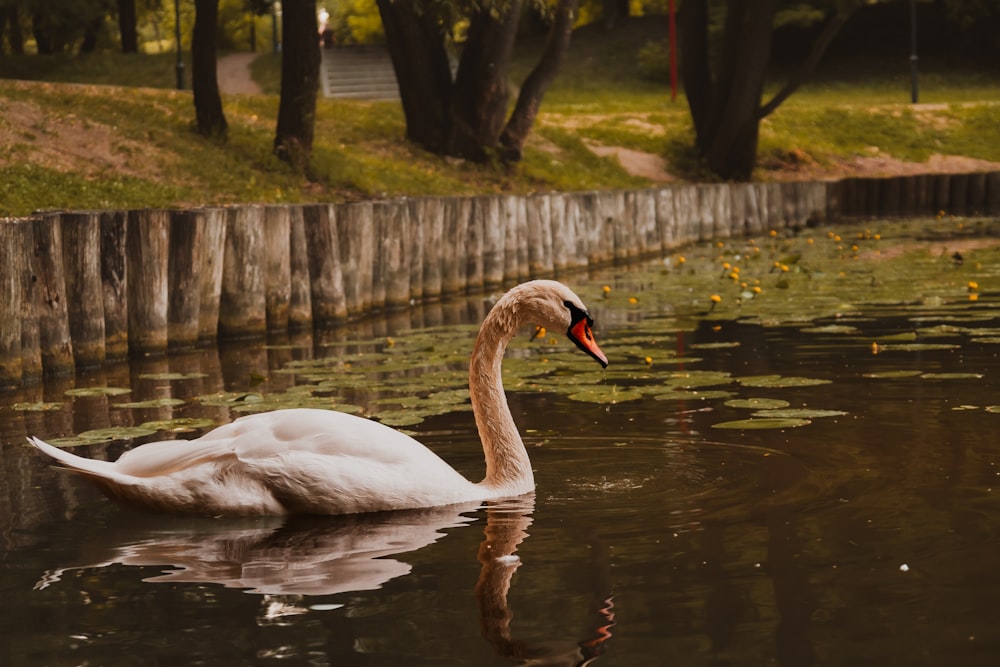 a white swan floating on top of a body of water