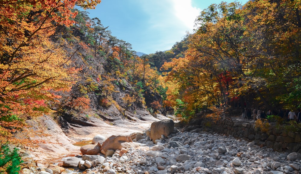 a rocky river surrounded by trees and rocks