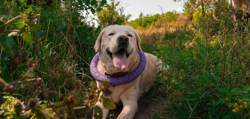 a dog with a purple collar sitting in the grass