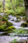 a stream running through a lush green forest