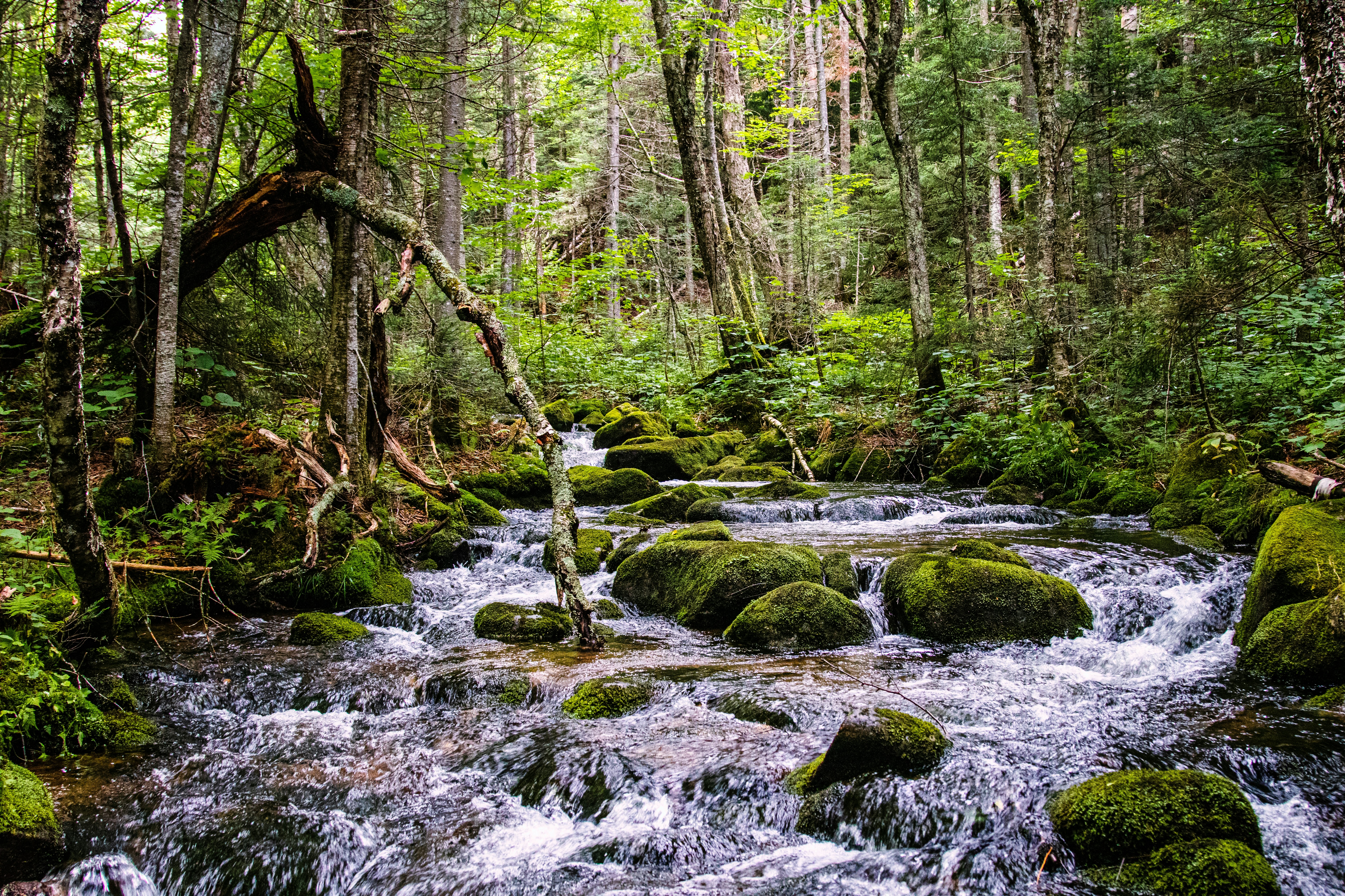 Photo by painchaud12