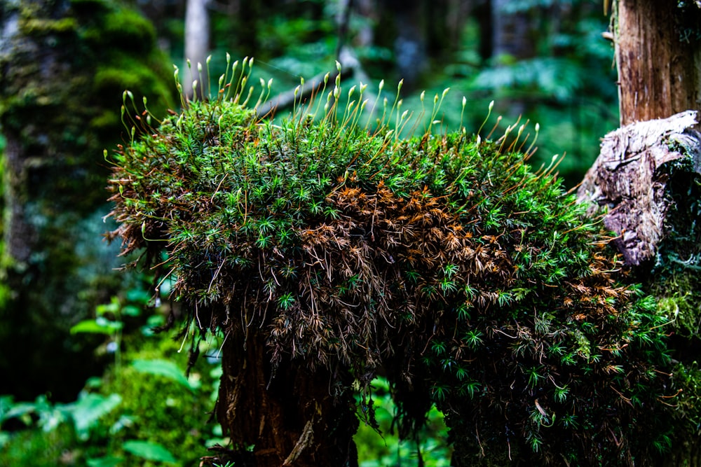 a mossy tree in the middle of a forest