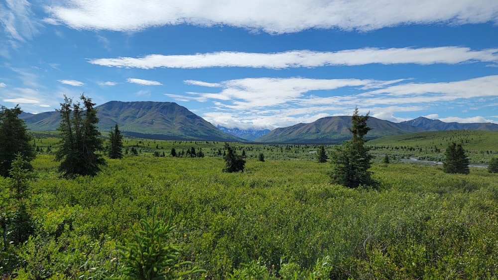 a grassy field with trees and mountains in the background