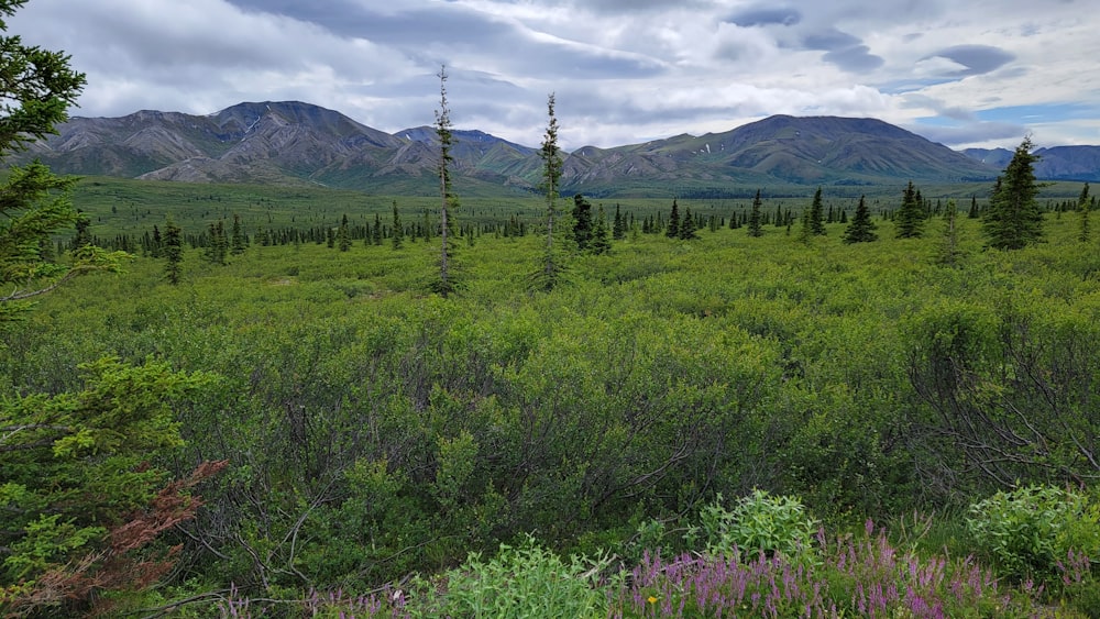 a field with trees and mountains in the background