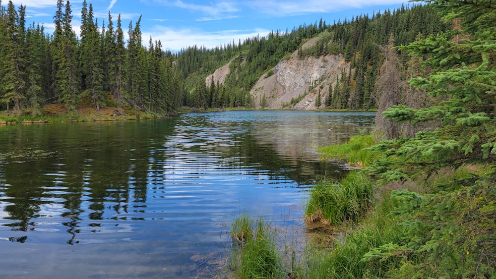 a large body of water surrounded by trees