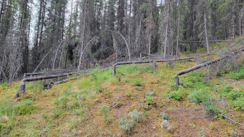 a bunch of trees that are in the woods