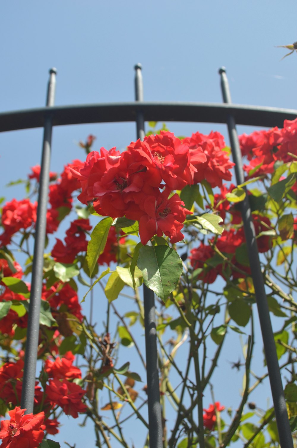 a bunch of red flowers that are growing on a fence