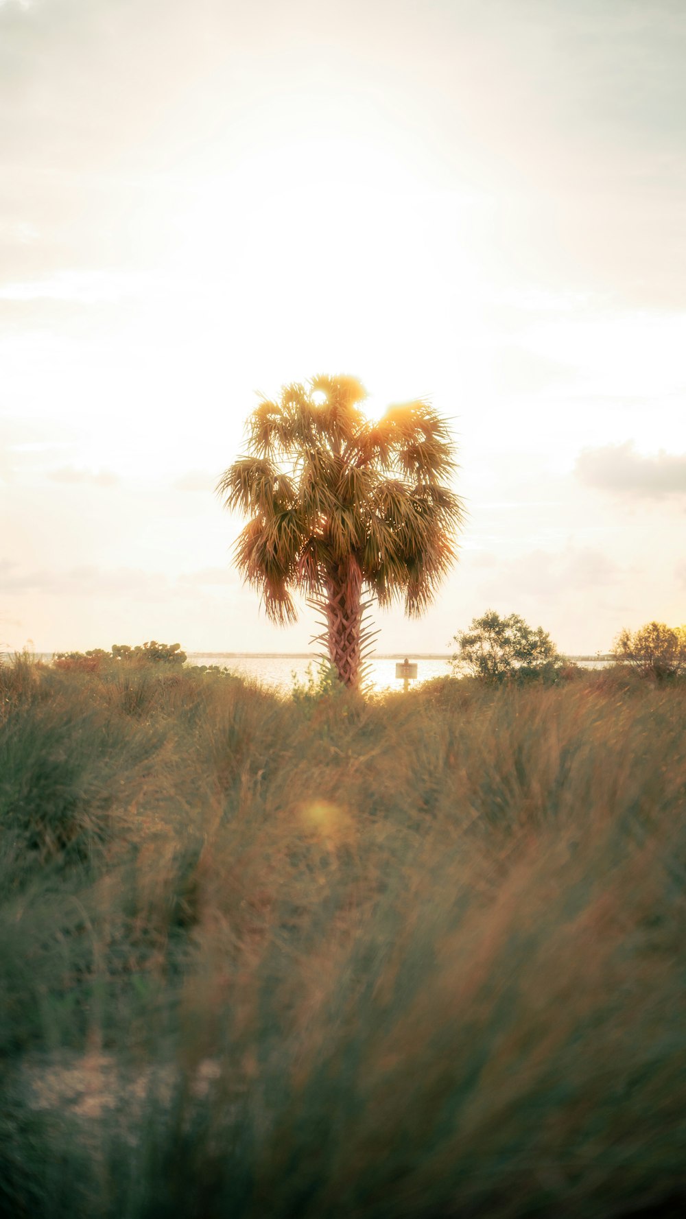 a palm tree in a field with the sun in the background