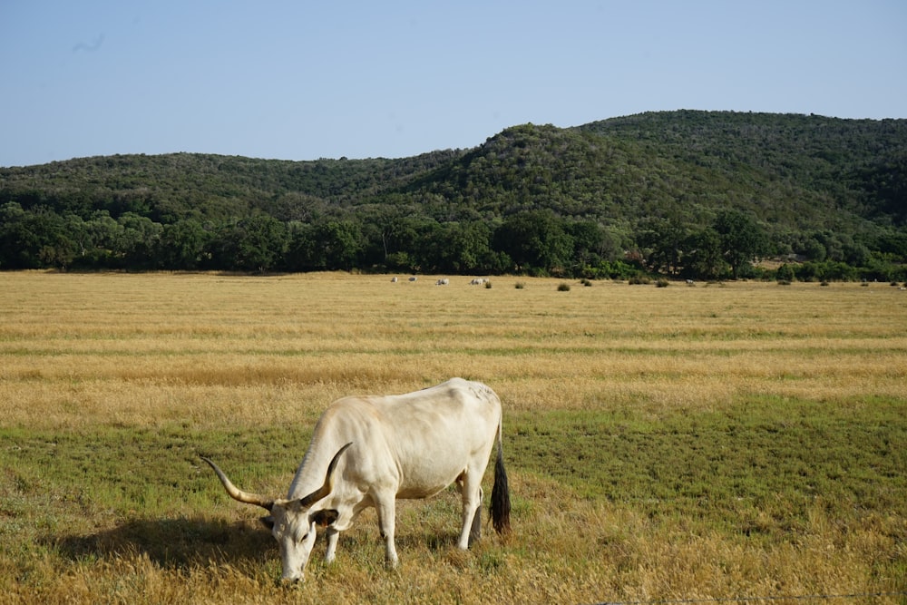 uma vaca branca pastando em um campo com montanhas ao fundo