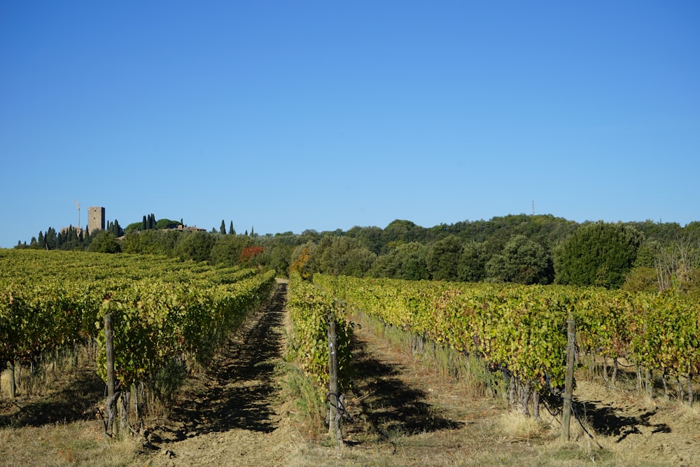Un campo de viñas con un castillo al fondo