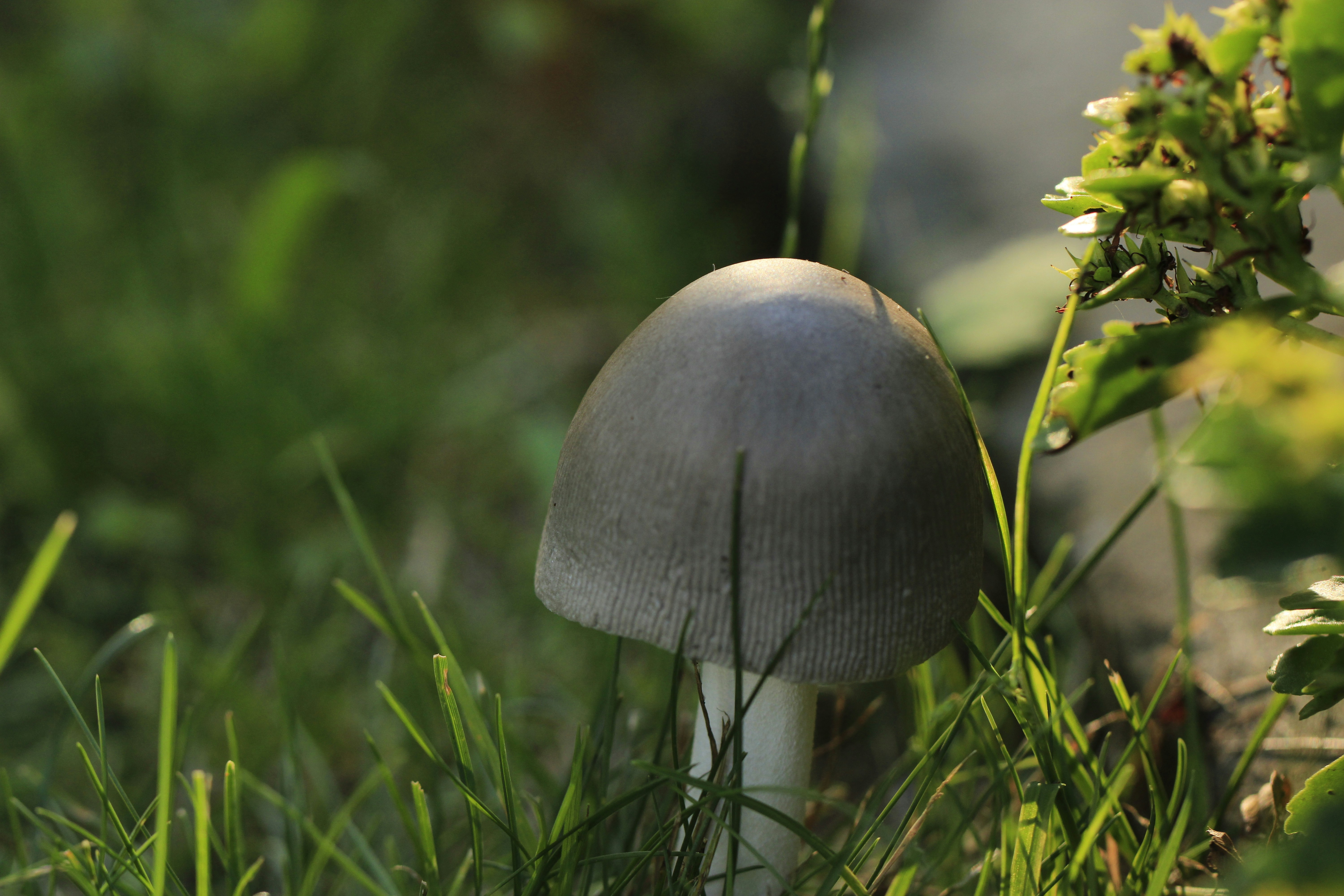 Photo by samthebutcher