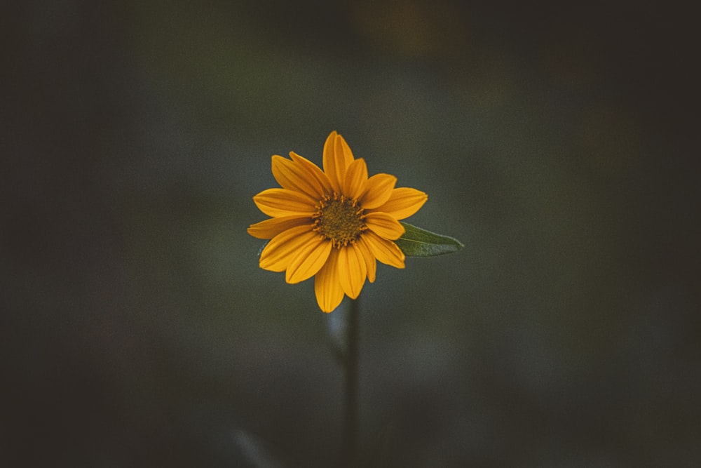 a single yellow flower with a dark background