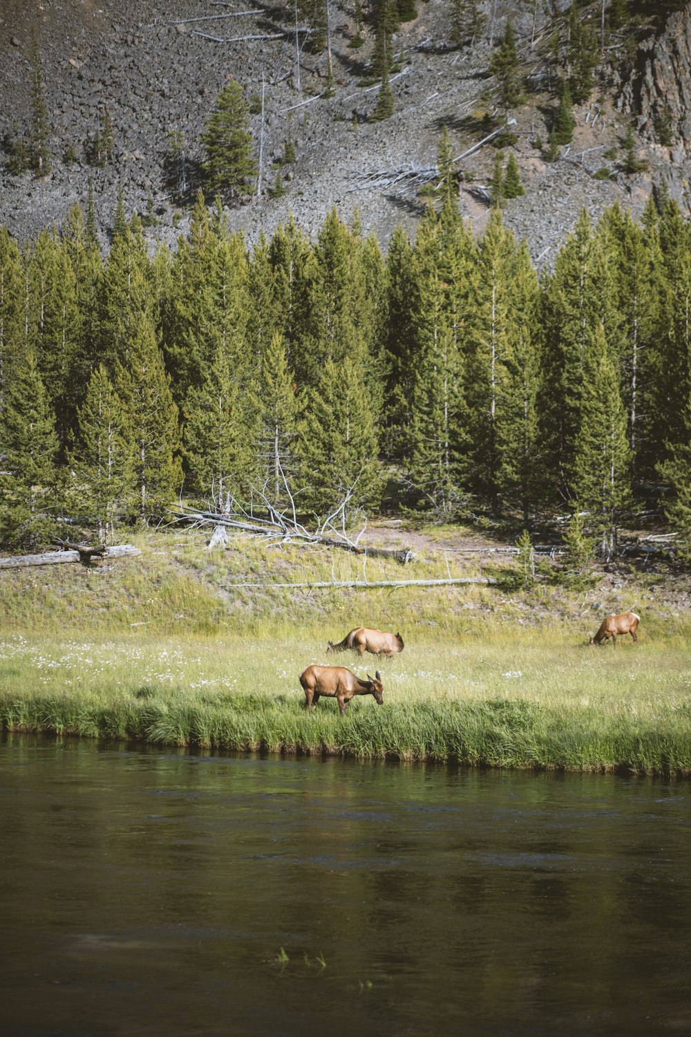 a herd of elk grazing on a lush green field next to a river