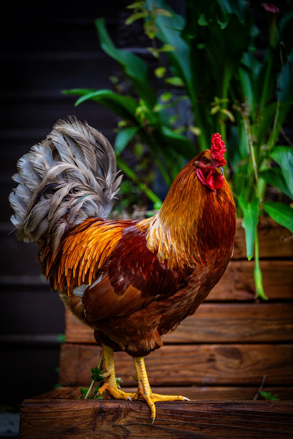 a rooster standing on top of a wooden table