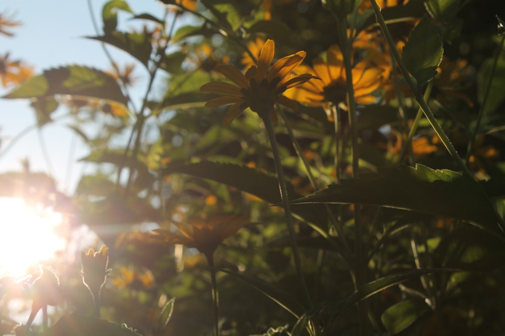 the sun shines through the leaves of a plant