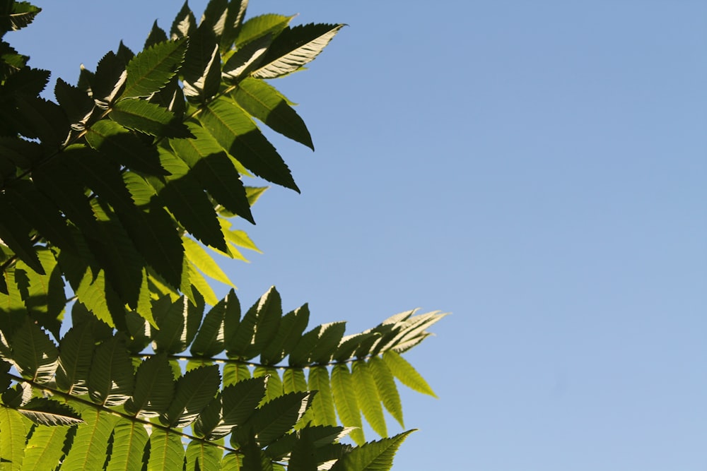 green leaves against a blue sky background