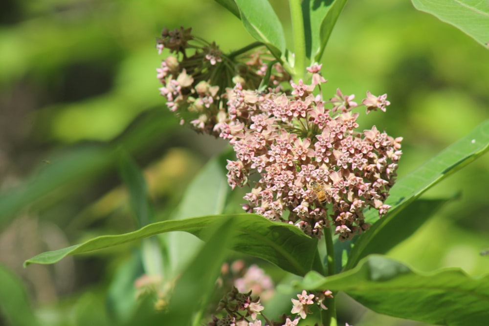 a close up of a flower on a plant