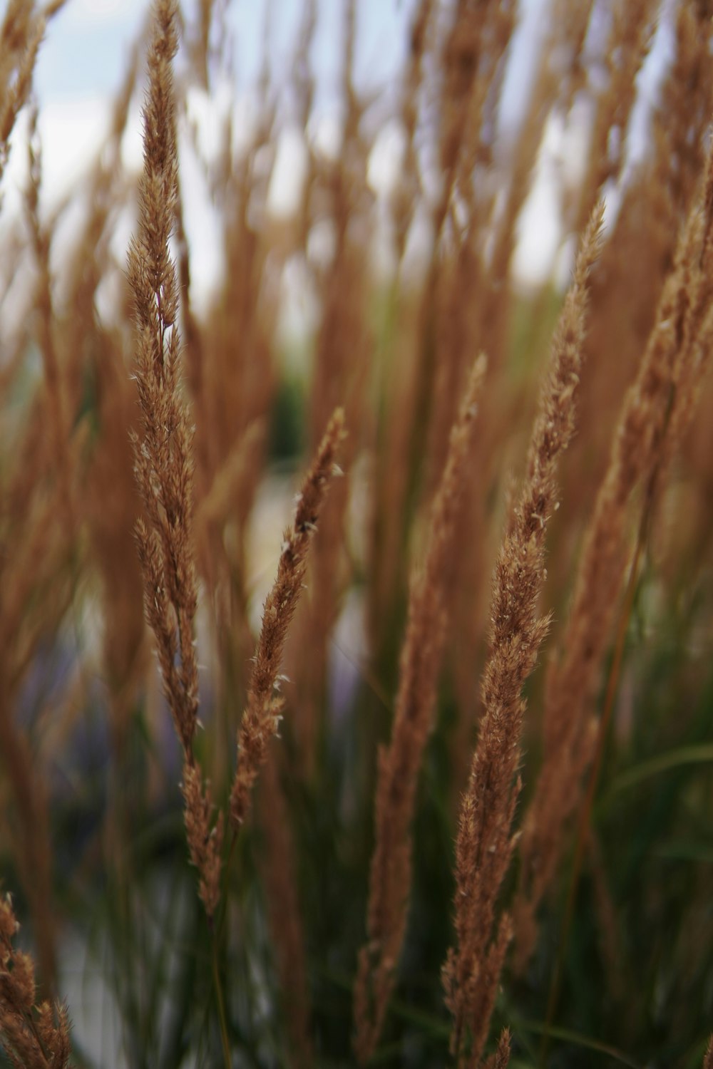 a close up of a bunch of brown grass